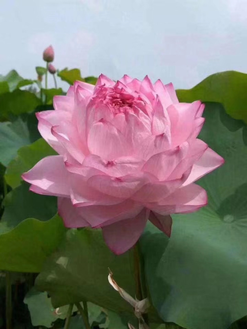 大型观赏荷花藕苗，盆栽藕苗，莲藕种苗荷花莲藕苗