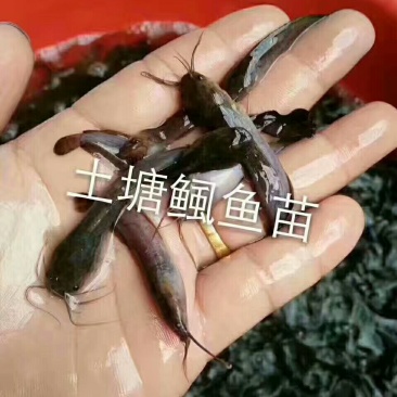 杂交本地塘虱鱼苗，塘角鱼苗