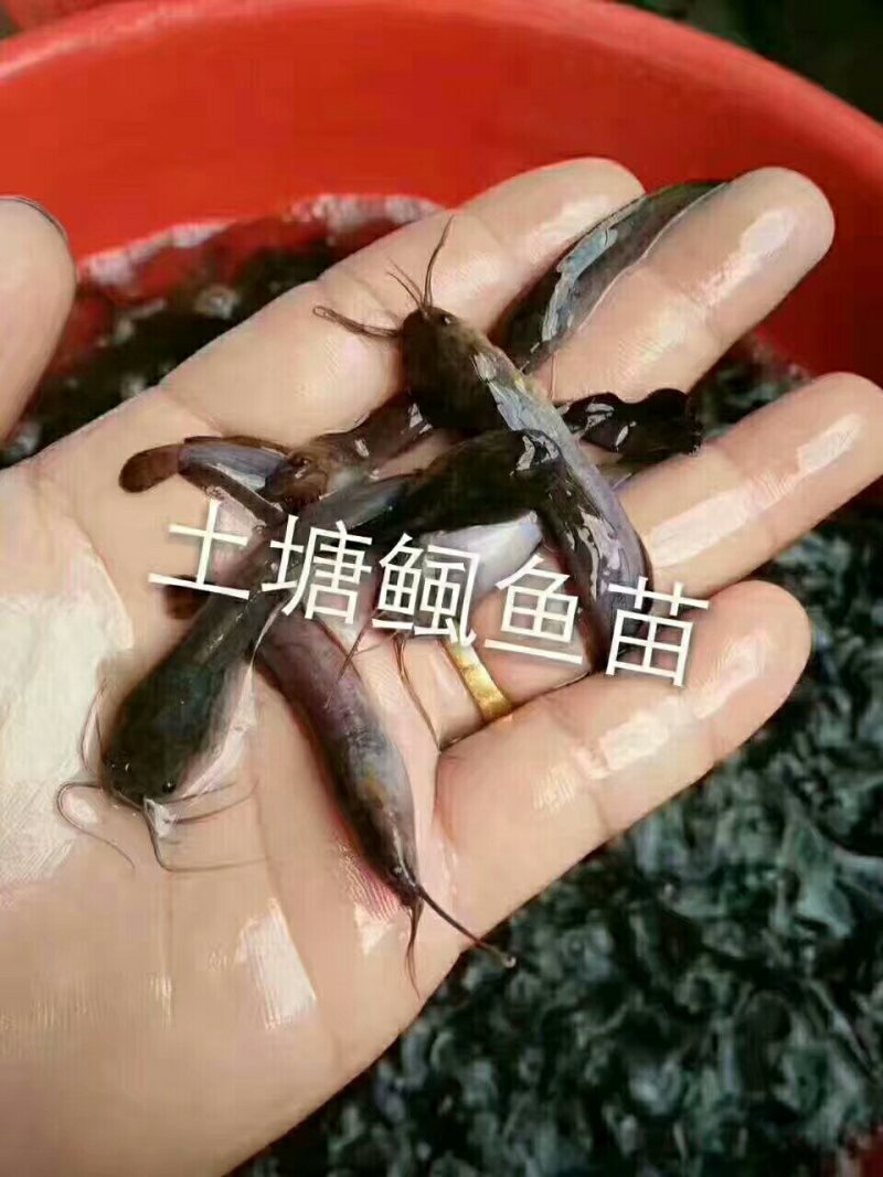 杂交本地塘虱鱼苗，塘角鱼苗