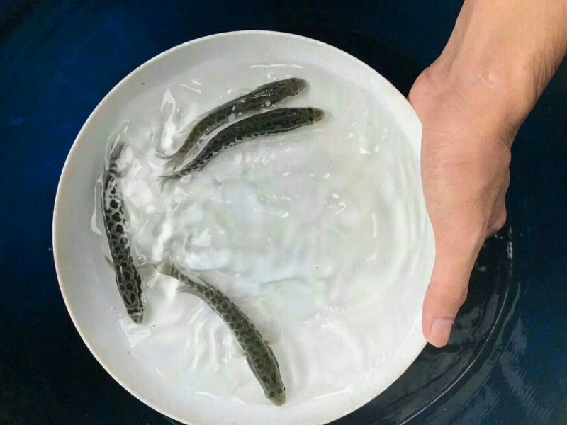 优质杂交（生鱼苗，黑鱼苗）