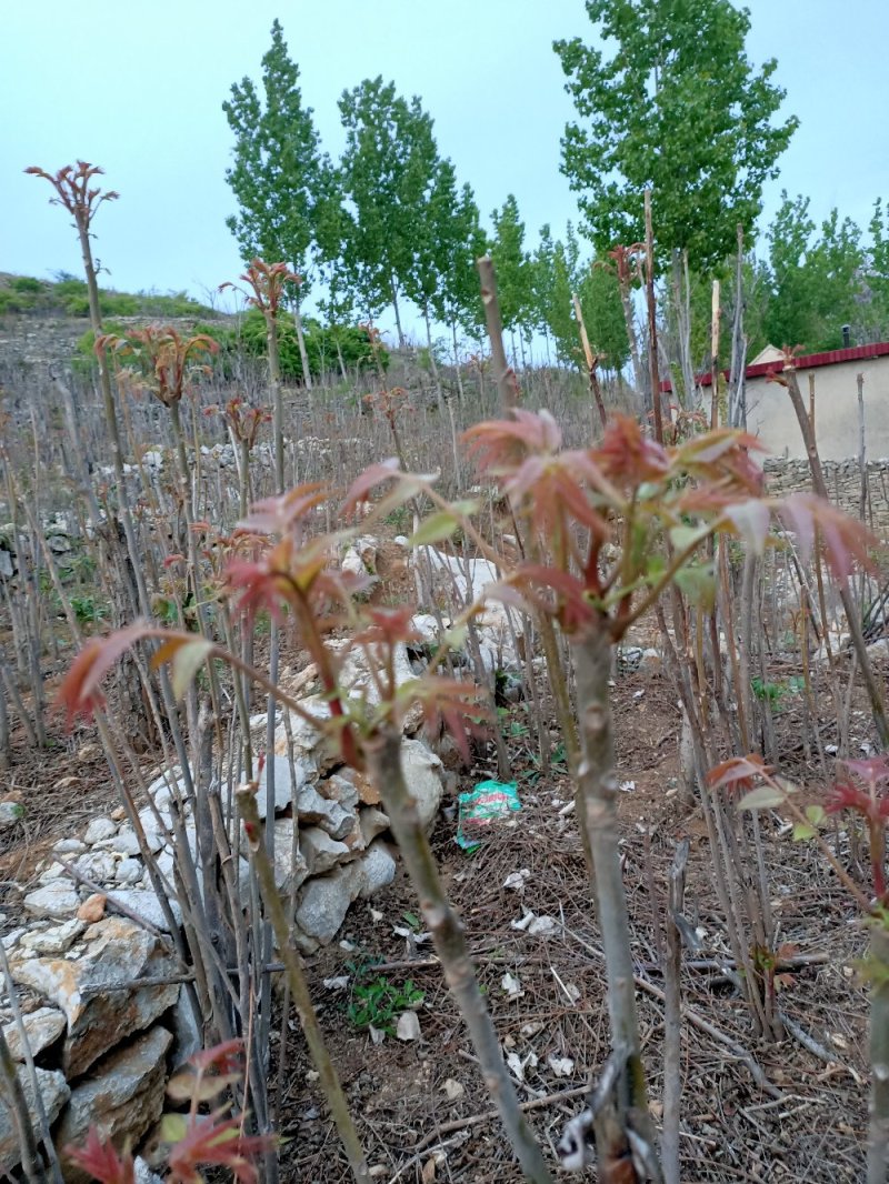 香椿芽