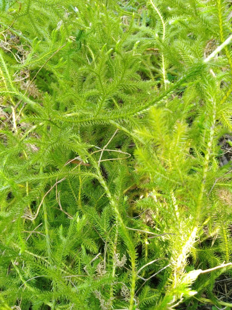 伸筋草