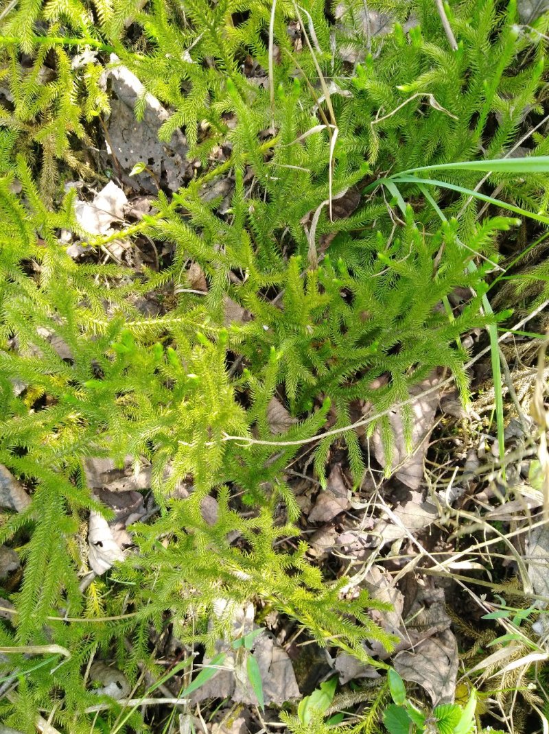 伸筋草