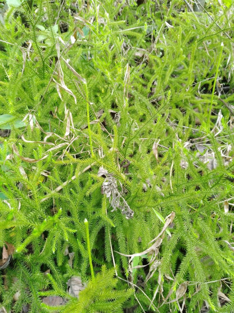 伸筋草