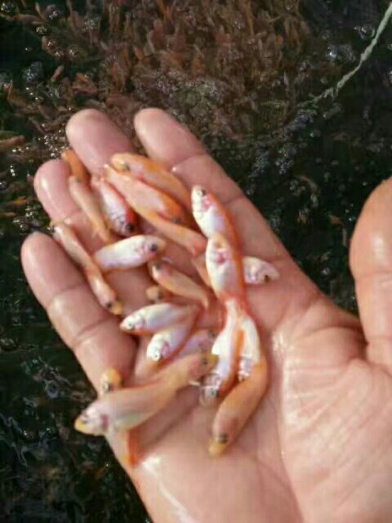 红罗非鱼苗