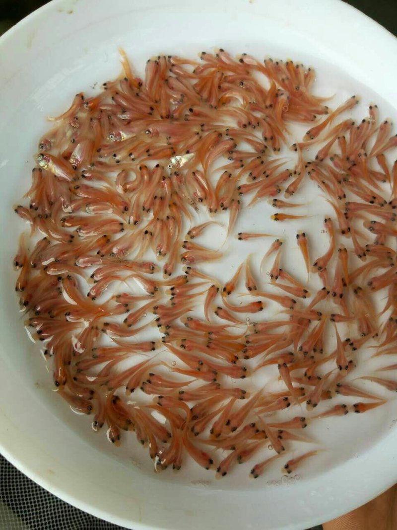 红罗非鱼苗