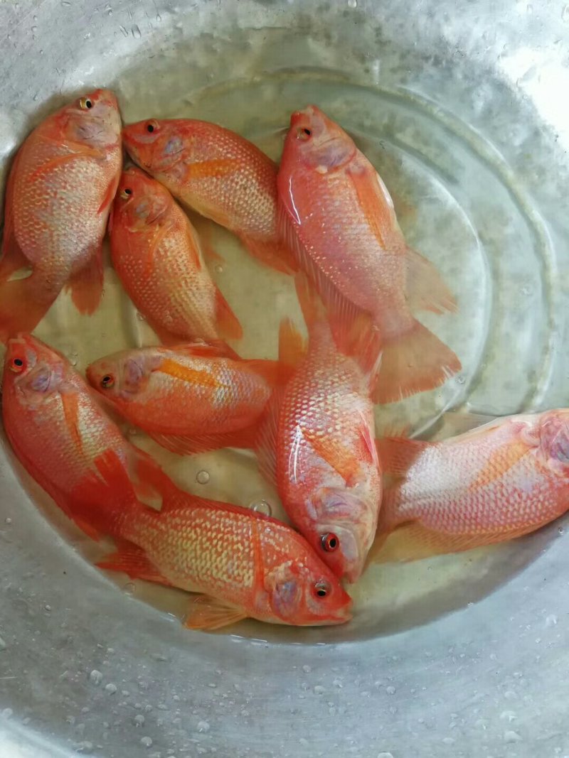 红罗非鱼苗