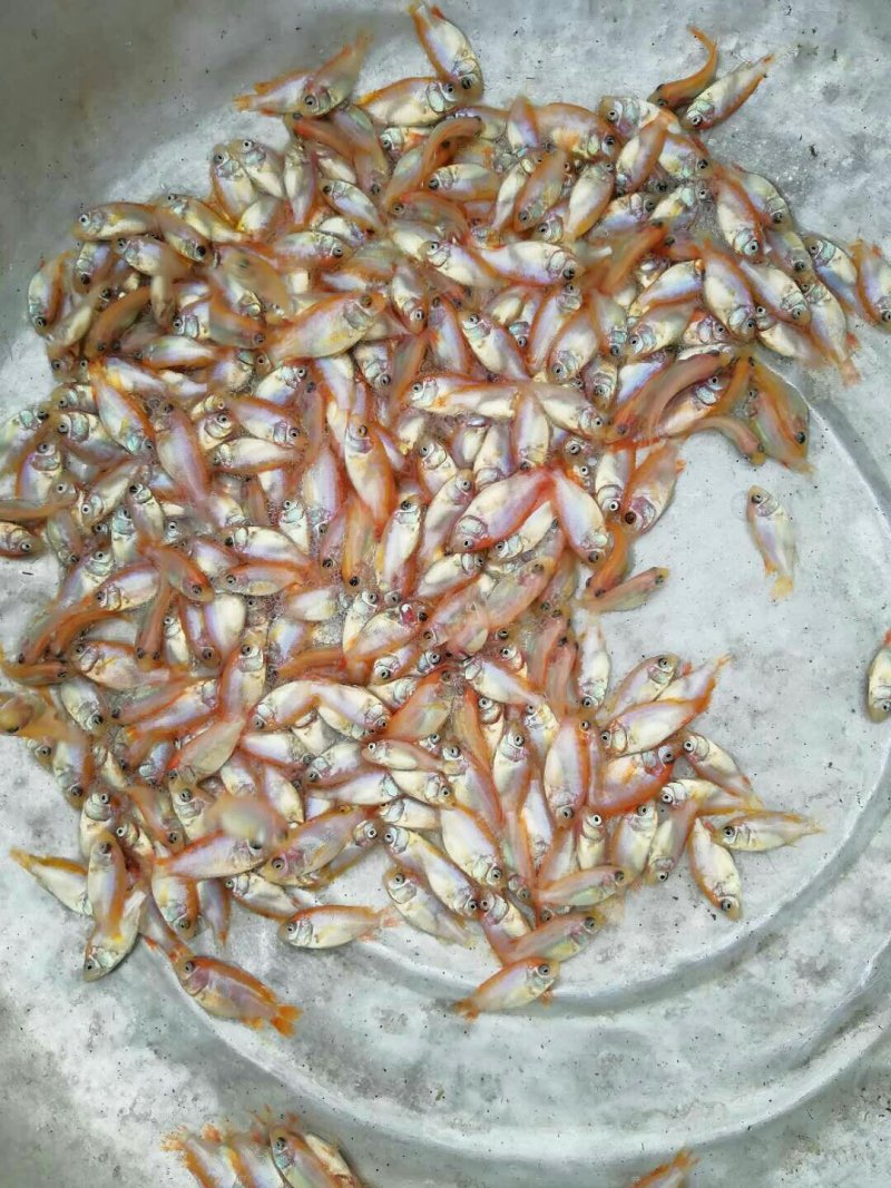 红罗非鱼苗