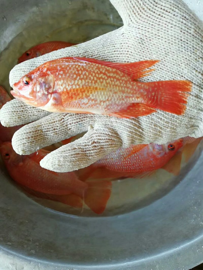 红罗非鱼苗