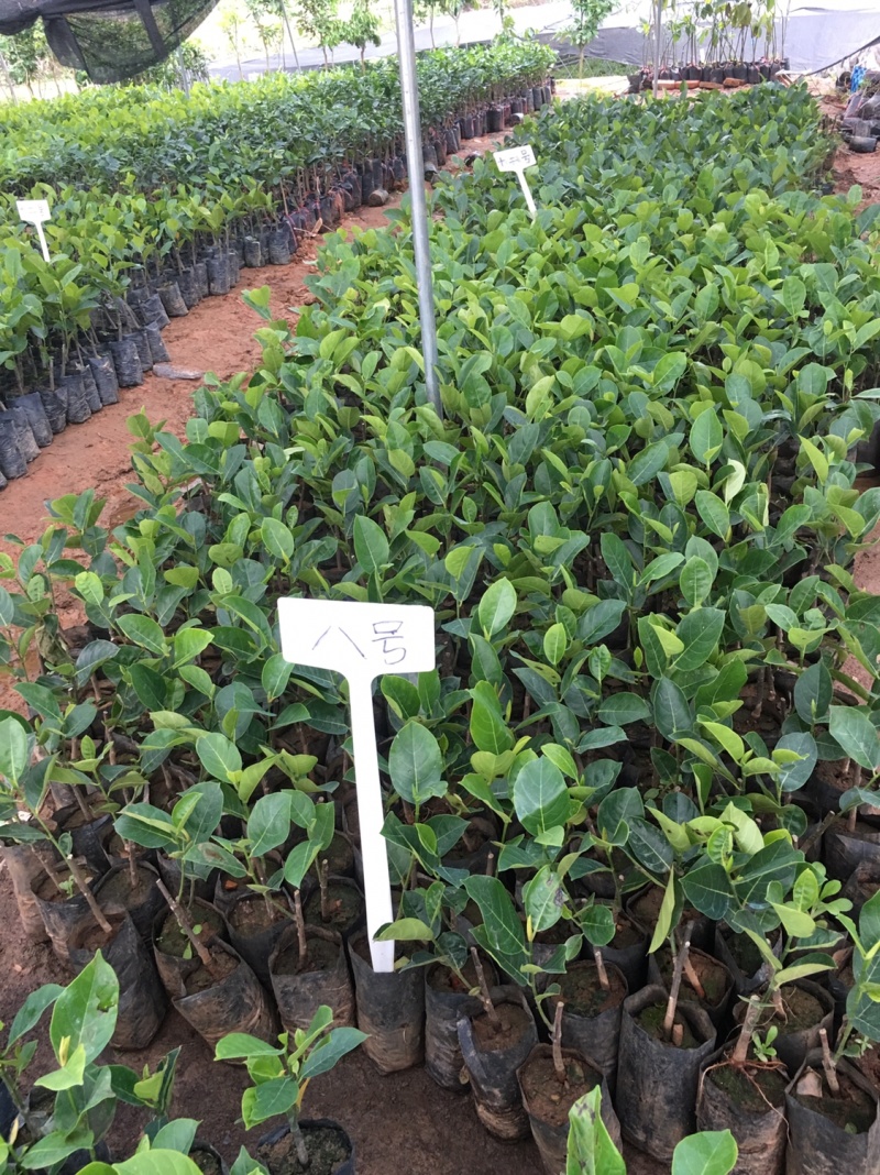 菠萝蜜种苗泰国红肉菠萝蜜树苗带土带叶发货