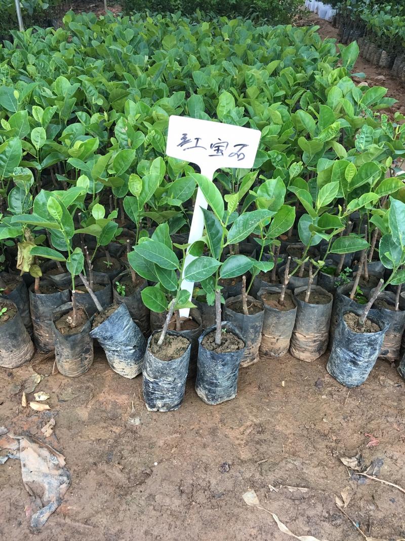 菠萝蜜种苗泰国红肉菠萝蜜树苗带土带叶发货