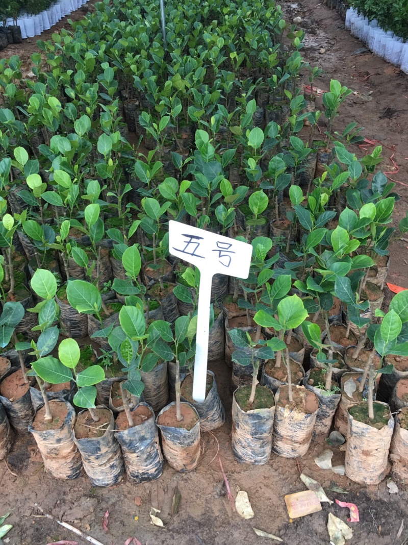 菠萝蜜种苗泰国红肉菠萝蜜树苗带土带叶发货
