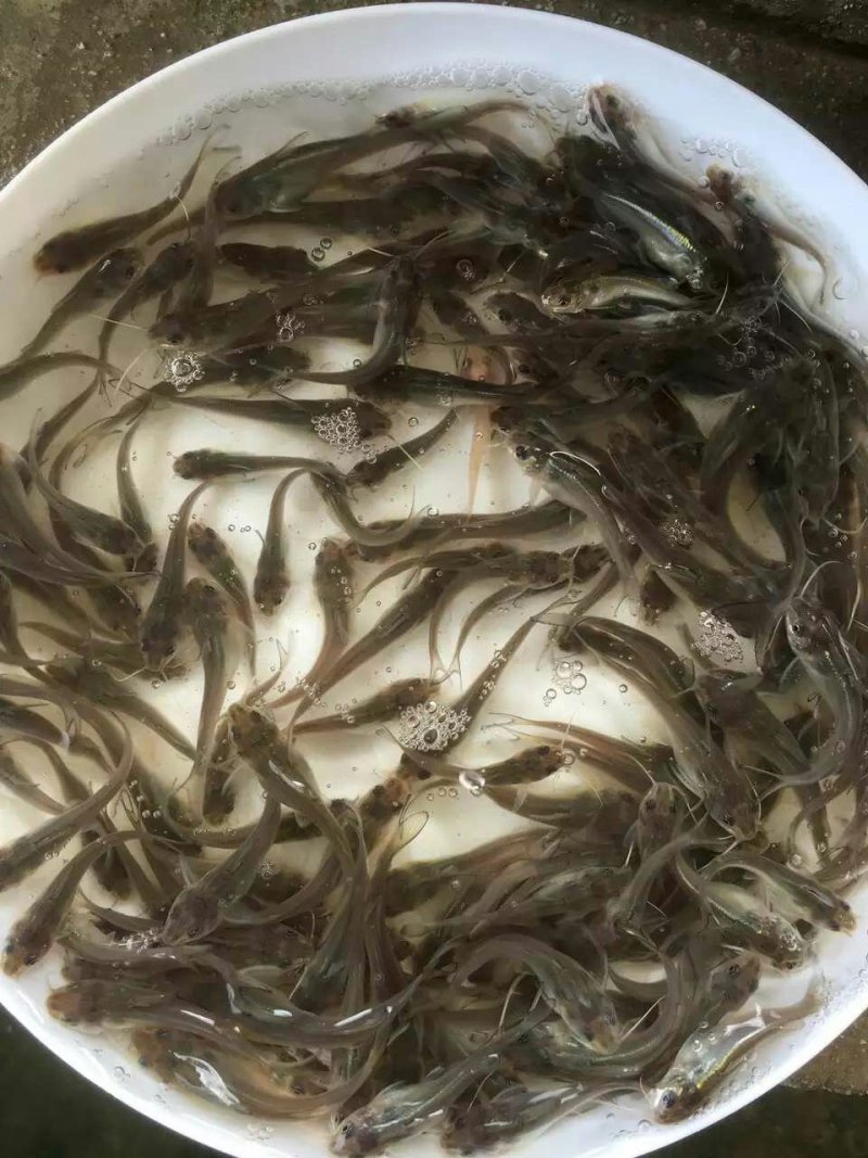 叉尾鲴鱼苗