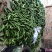 弧瓜大量上市中货好新鲜口感好还有其它蔬菜