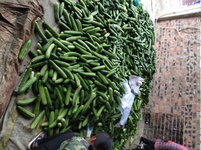 弧瓜大量上市中货好新鲜口感好还有其它蔬菜