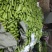 弧瓜大量上市中货好新鲜口感好还有其它蔬菜