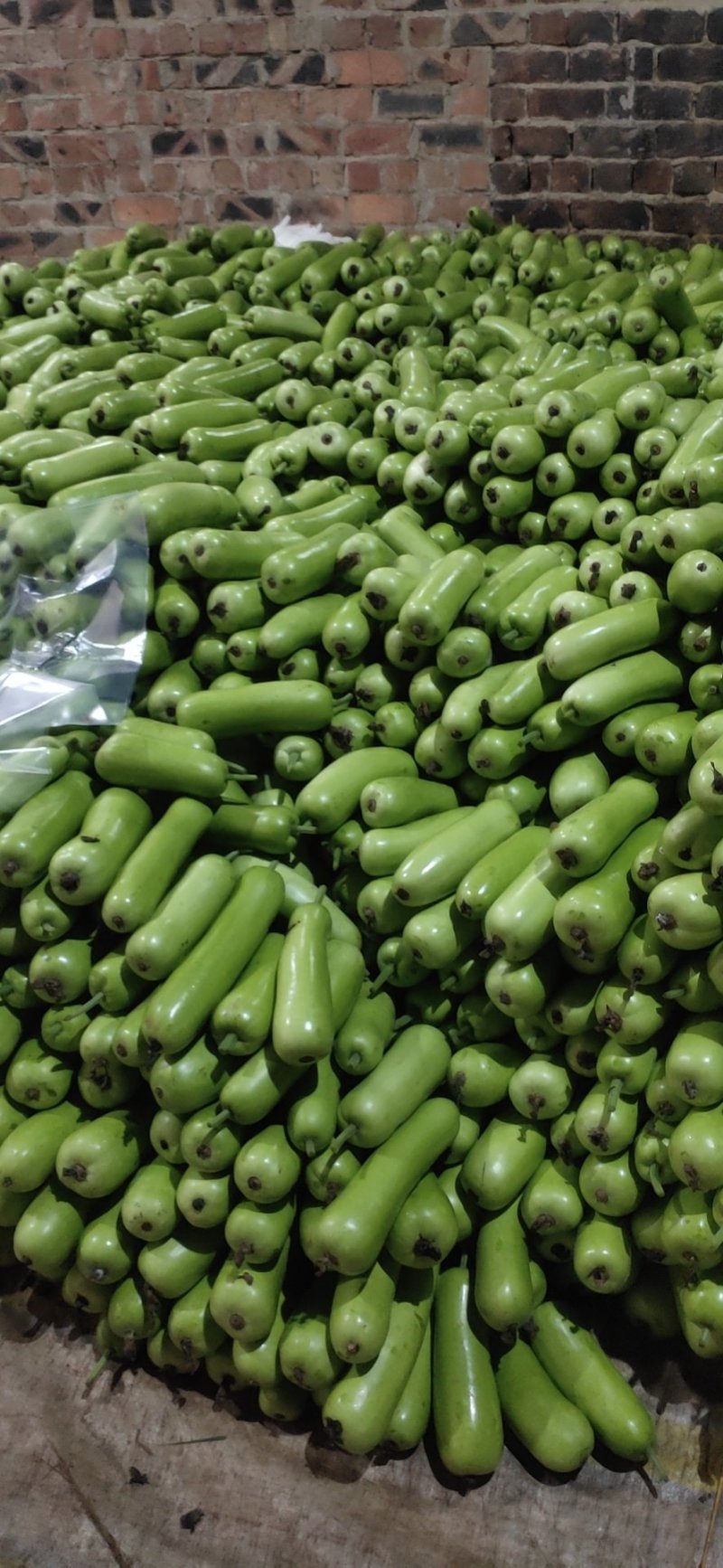 弧瓜大量上市中货好新鲜口感好还有其它蔬菜