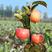 【矮化盆栽苹果苗】嫁接苗当年结果苗根系发达苗南北方种植