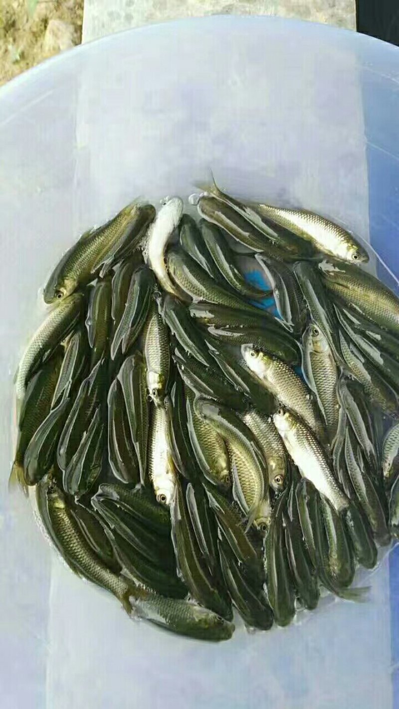 草鱼苗，鲩鱼苗
