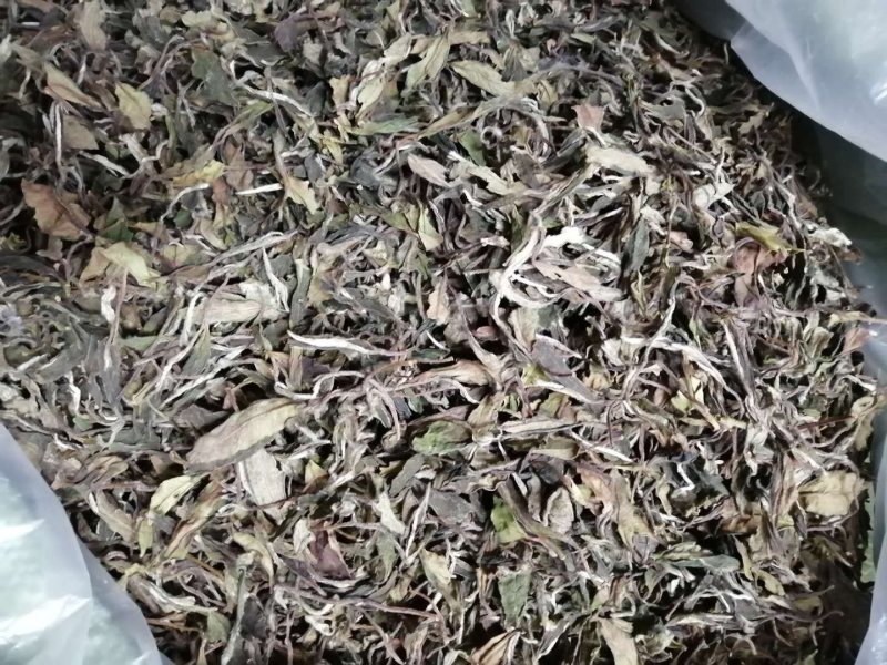 福鼎白茶