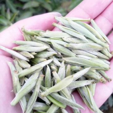 福鼎白茶