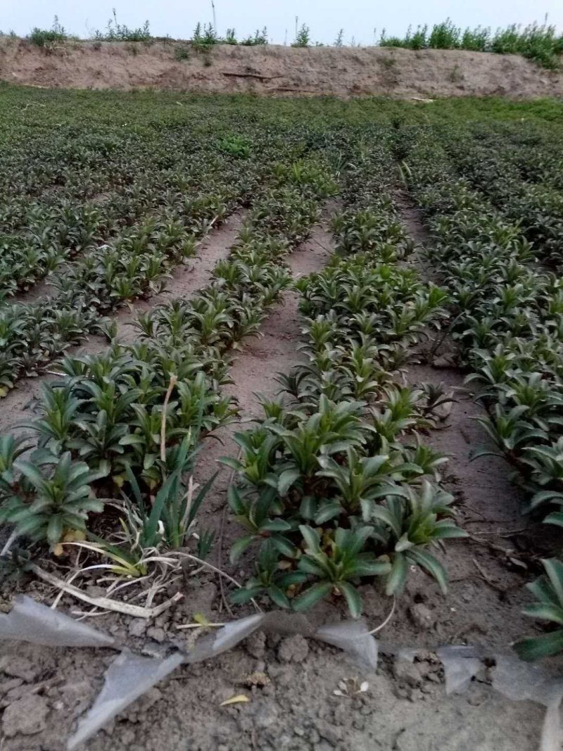 三七景天景天三七景天