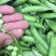 豌豆荚豌豆甜豌豆干豌豆籽籽颗粒饱满支持代发