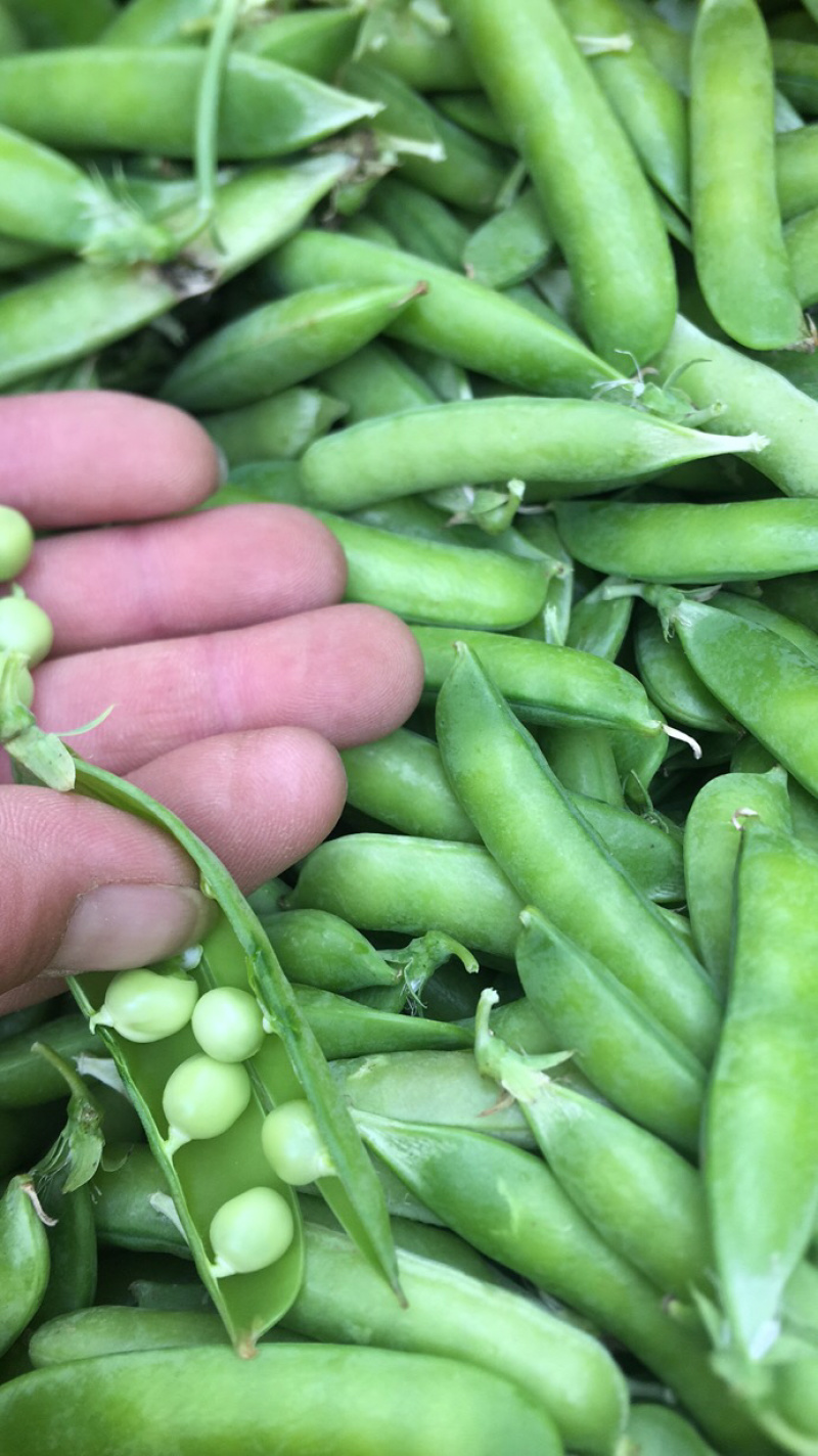 豌豆荚豌豆甜豌豆干豌豆籽籽颗粒饱满支持代发