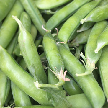 豌豆荚豌豆甜豌豆干豌豆籽籽颗粒饱满支持代发