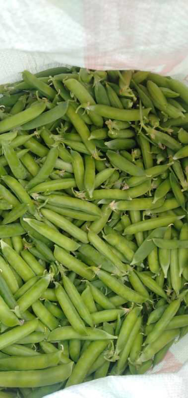 豌豆荚豌豆甜豌豆干豌豆籽籽颗粒饱满支持代发