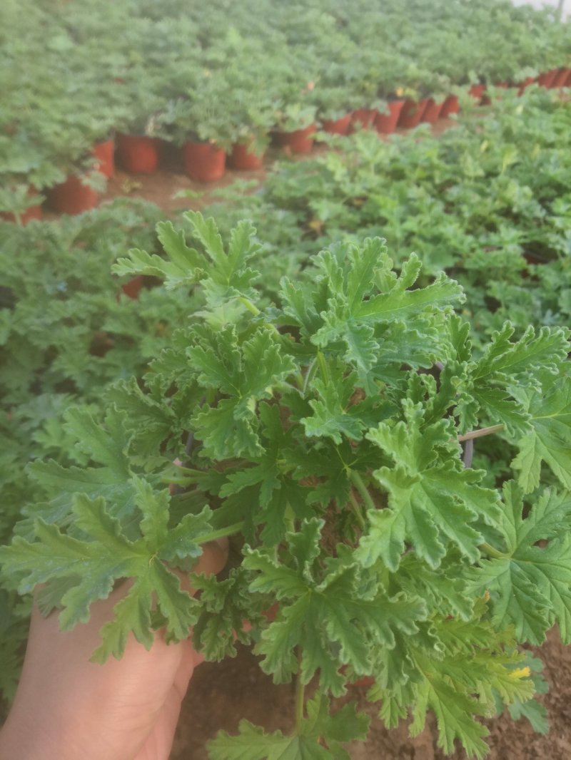 驱蚊草原土夏季去蚊虫原盆发货基地批发（支持一件代发）