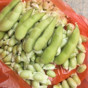 毛豆大量上市了棵立饱满提供返程车。