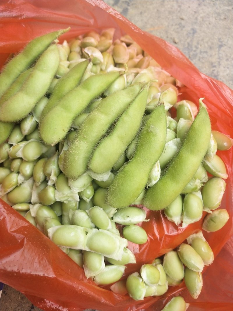 毛豆大量上市了棵立饱满提供返程车。