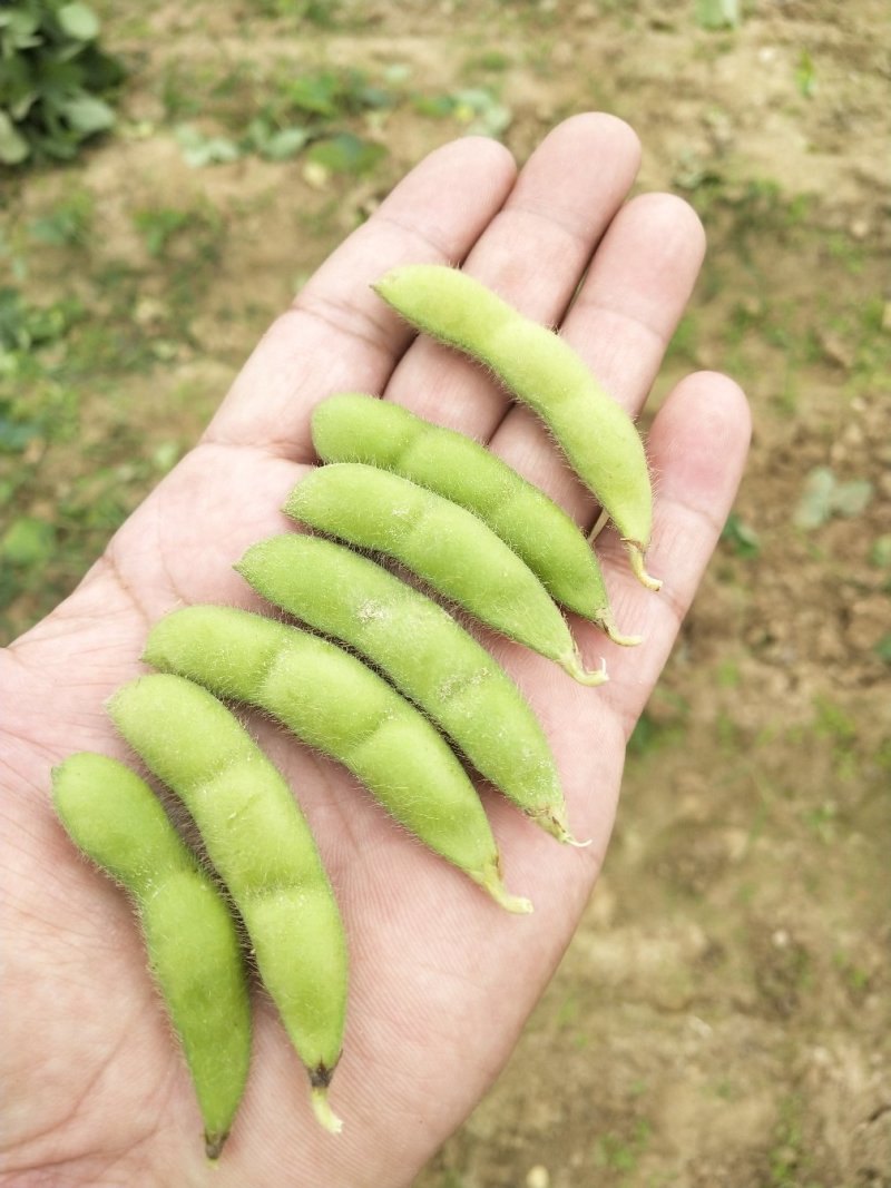 毛豆大量上市了棵立饱满提供返程车。