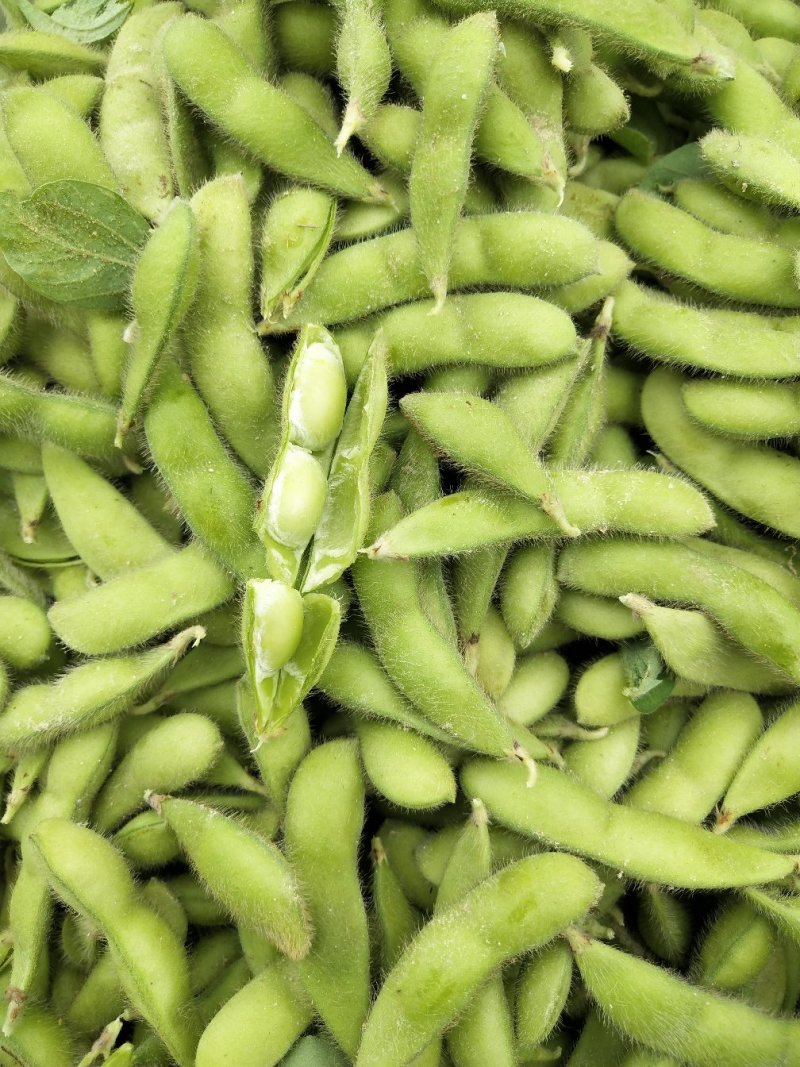 毛豆大量上市了棵立饱满提供返程车。