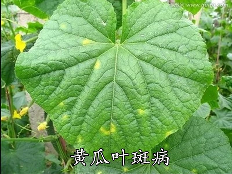 32.5%苯甲嘧菌酯果树草莓水稻瘟病白粉病炭疽病杀菌剂