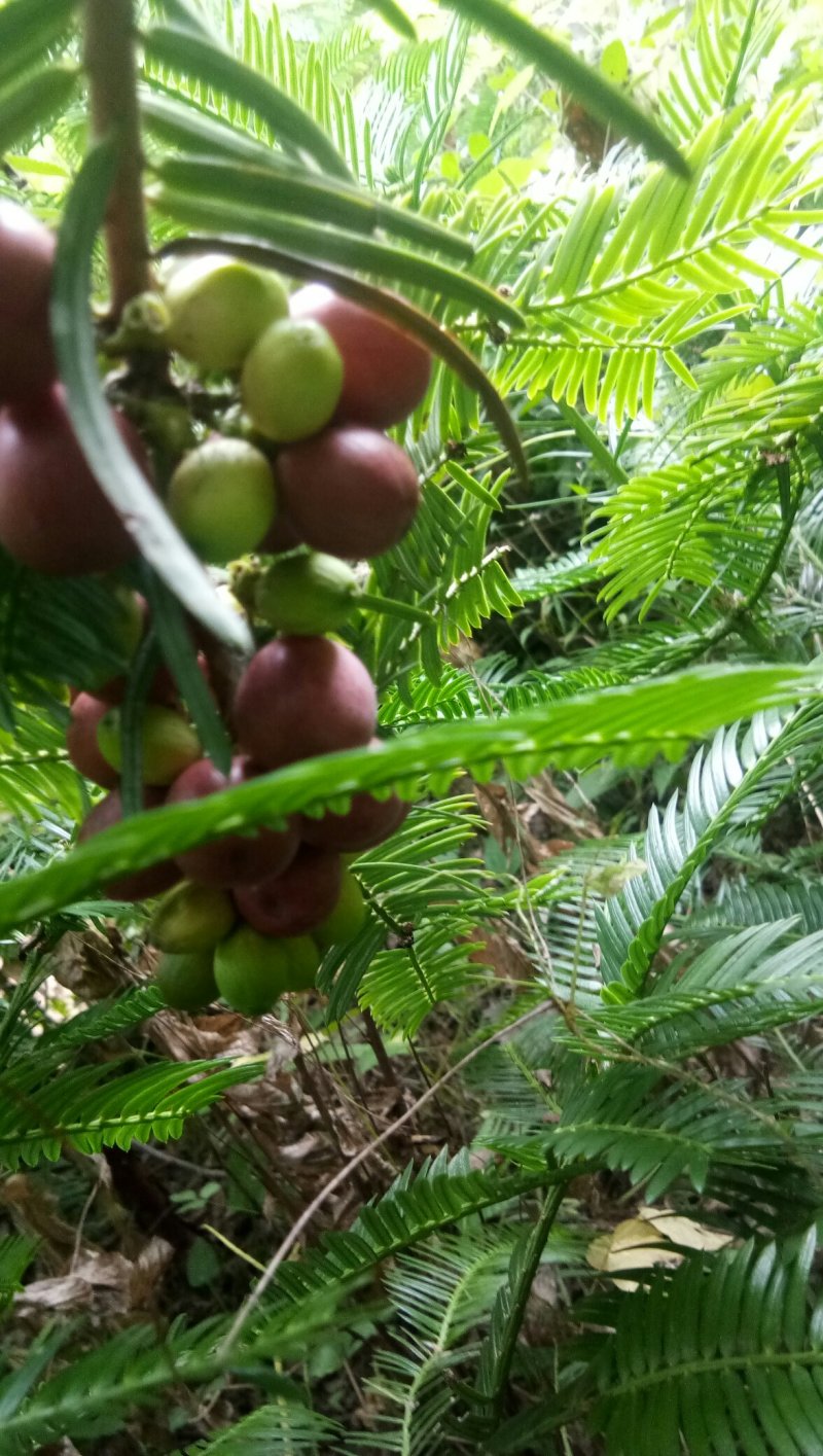 三尖杉，四季常青树，频危植物，其根枝叶杆及果实都是“宝”