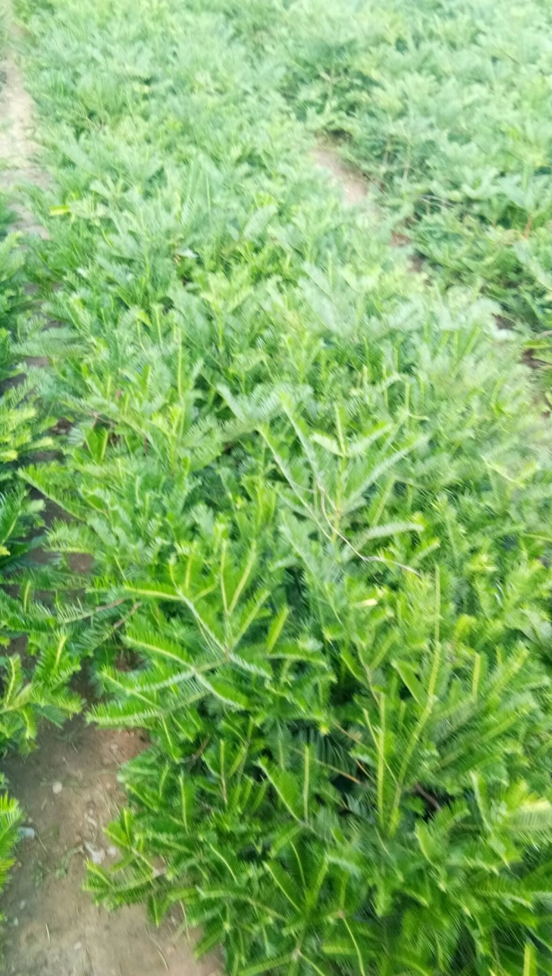 三尖杉，四季常青树，频危植物，其根枝叶杆及果实都是“宝”
