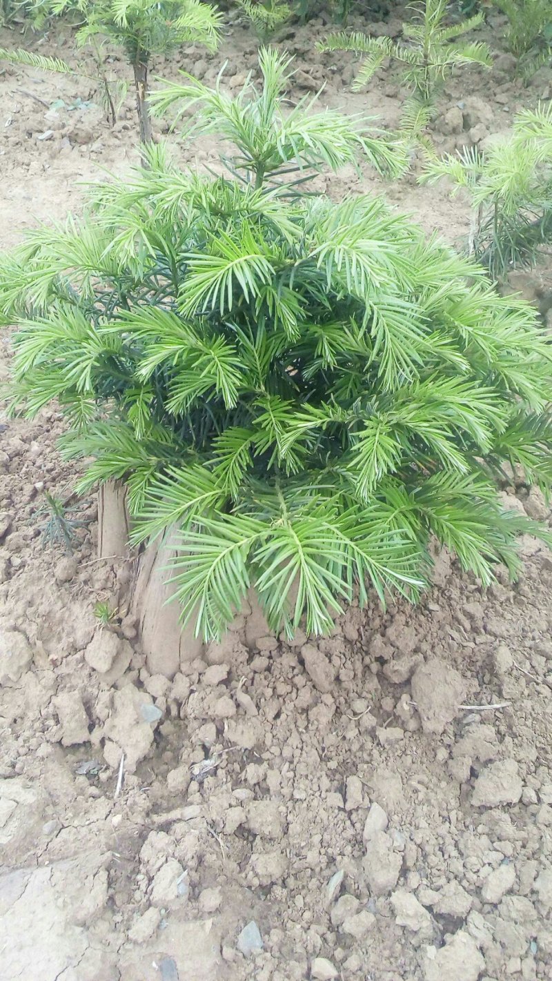 三尖杉，四季常青树，频危植物，其根枝叶杆及果实都是“宝”