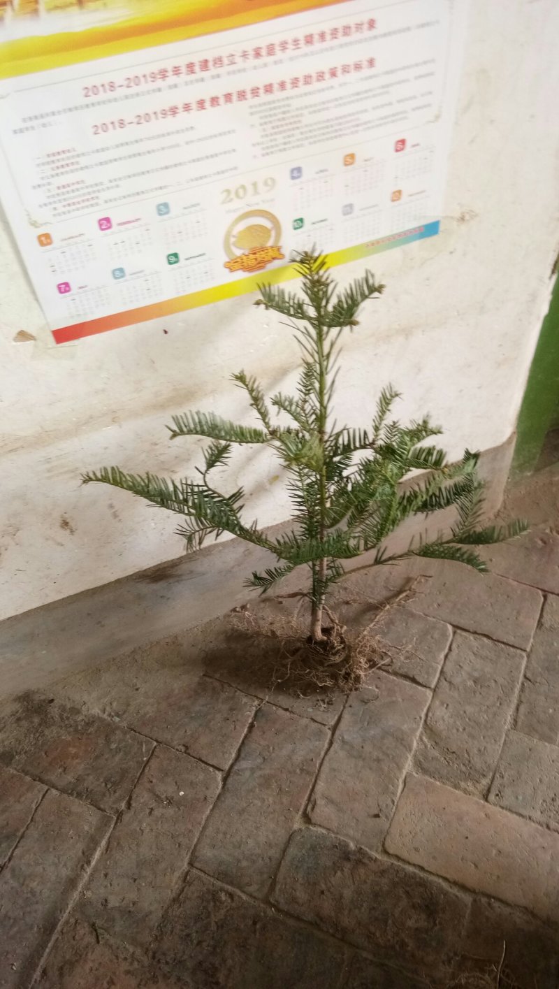 三尖杉，四季常青树，频危植物，其根枝叶杆及果实都是“宝”