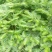 三尖杉，四季常青树，频危植物，其根枝叶杆及果实都是“宝”
