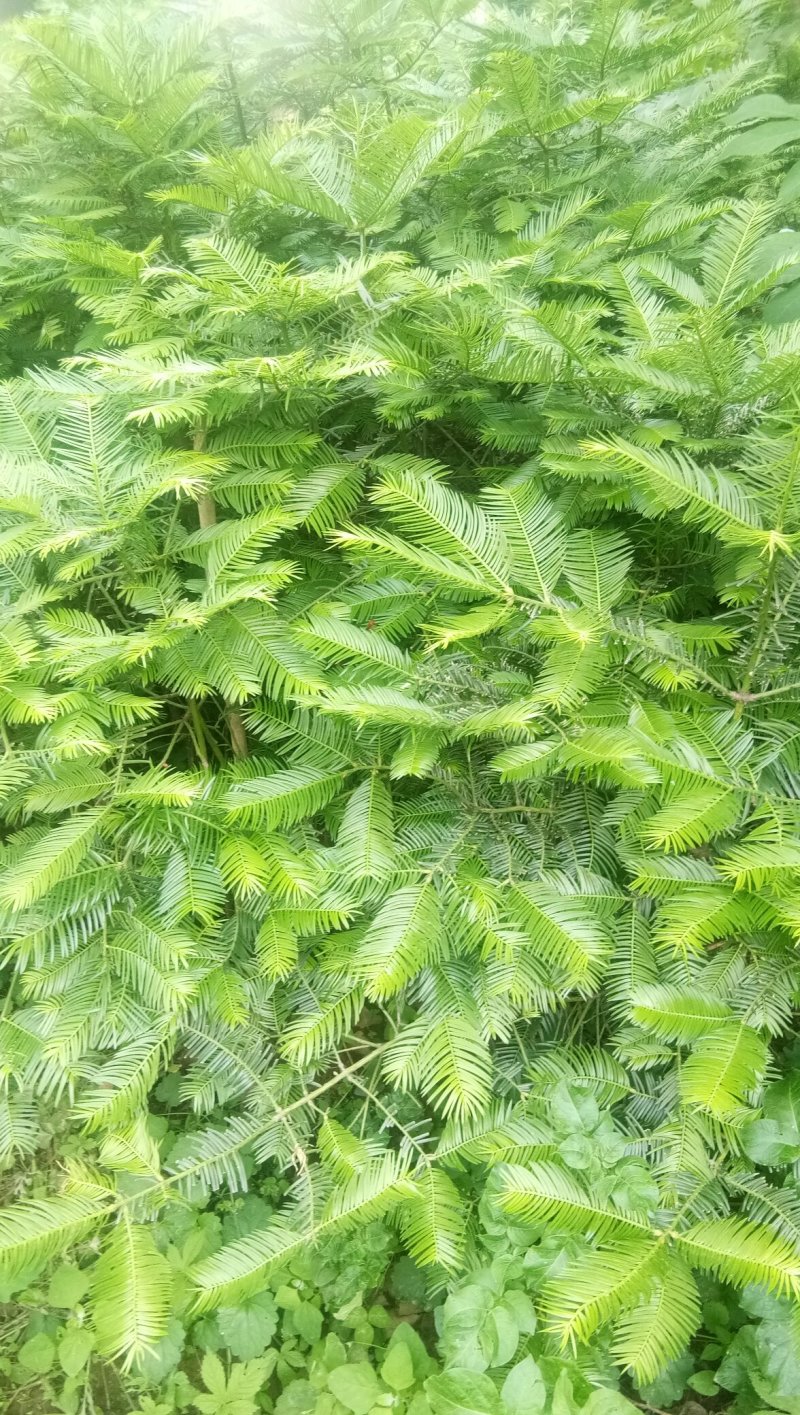 三尖杉，四季常青树，频危植物，其根枝叶杆及果实都是“宝”