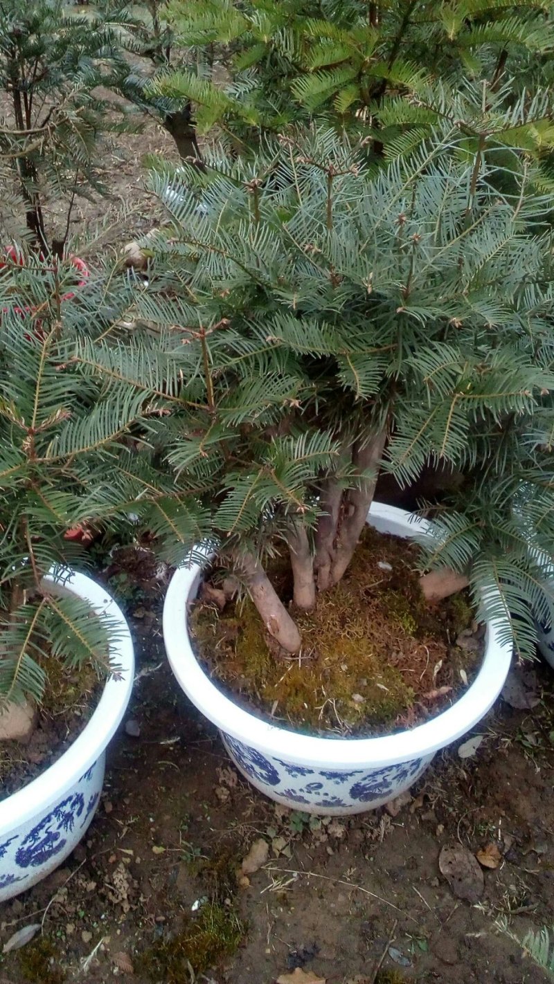 三尖杉，四季常青树，频危植物，其根枝叶杆及果实都是“宝”