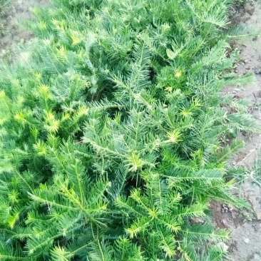 三尖杉，四季常青树，频危植物，其根枝叶杆及果实都是“宝”
