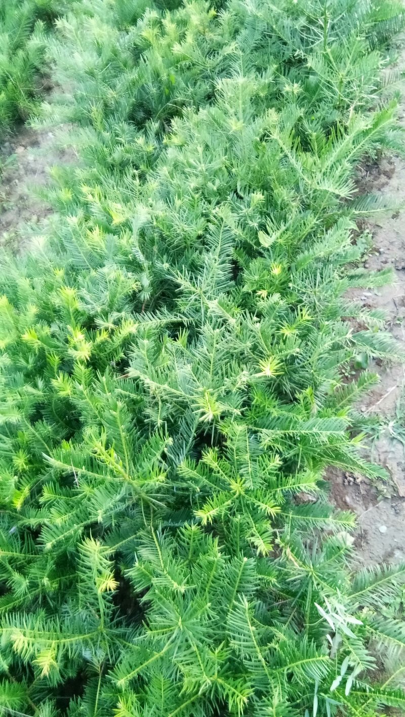 三尖杉，四季常青树，频危植物，其根枝叶杆及果实都是“宝”