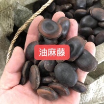 产地油麻藤种子河北亿利种业拳头产品，质量好才是硬道理。