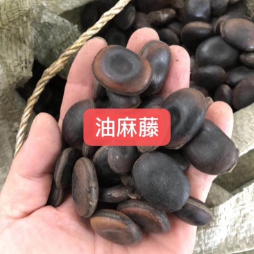 产地油麻藤种子河北亿利种业拳头产品，质量好才是硬道理。