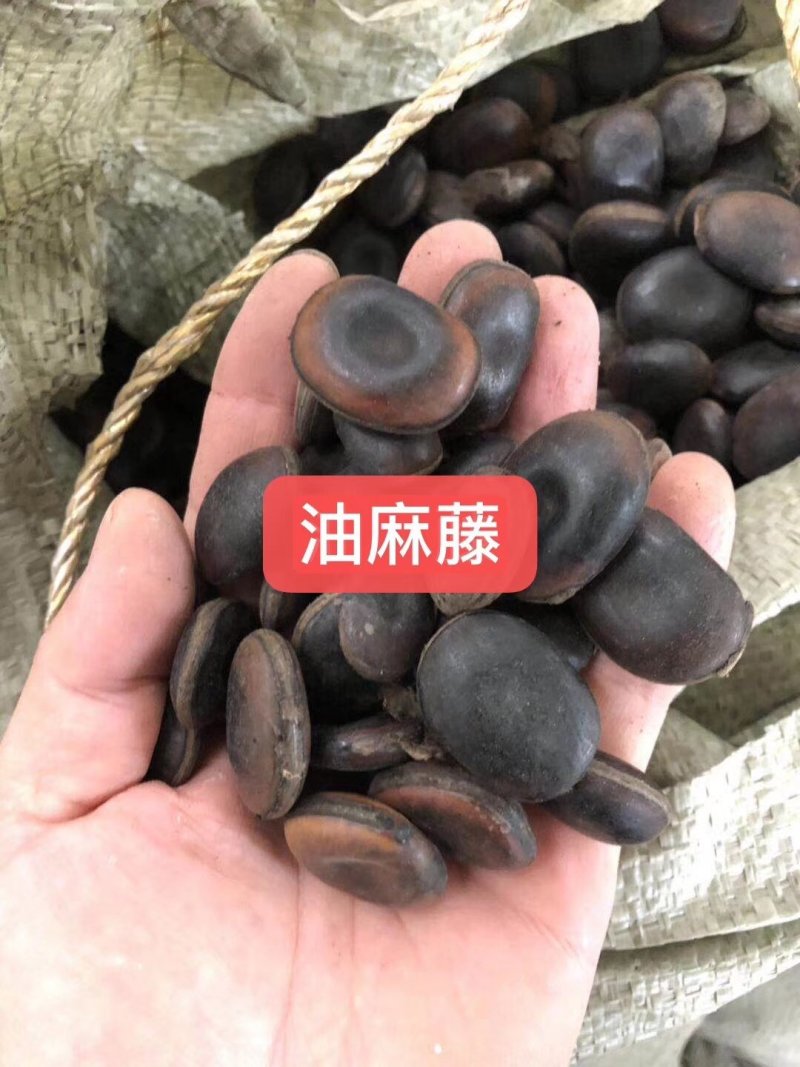 产地油麻藤种子河北亿利种业拳头产品，质量好才是硬道理。