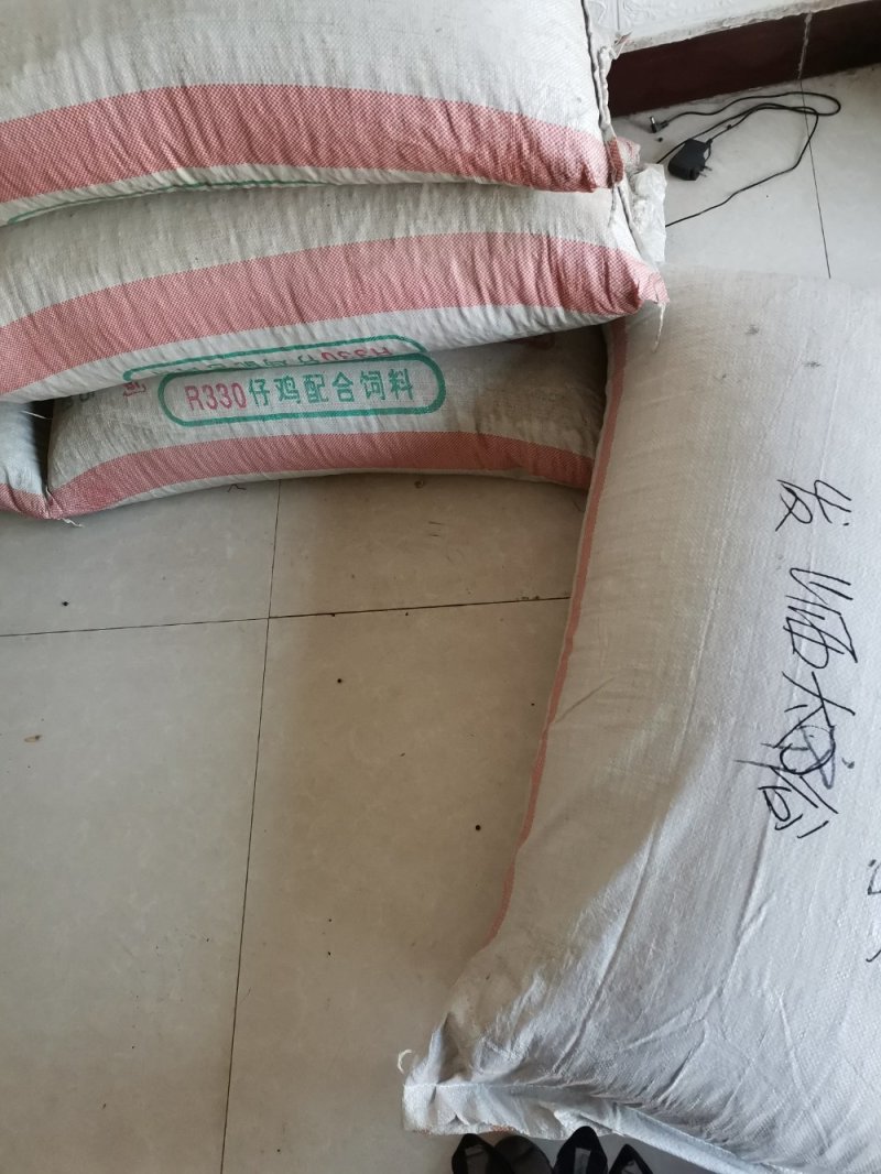 产地油麻藤种子河北亿利种业拳头产品，质量好才是硬道理。