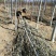 新疆杨5公分6公分7公分8公分9公分10公分